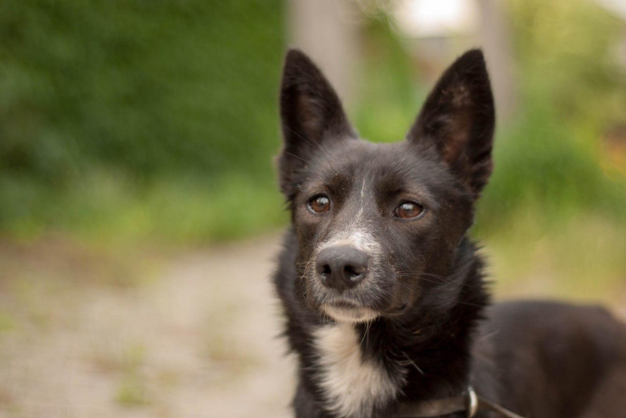 Chiens à adopter